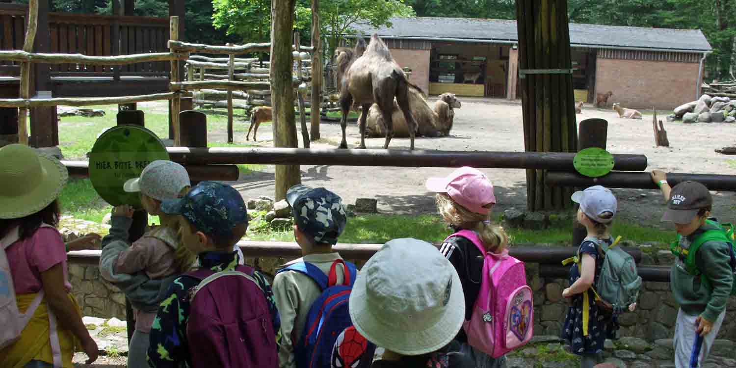 Kinder stehen vor einem großen Gehege mit Kamelen und Ziegen.