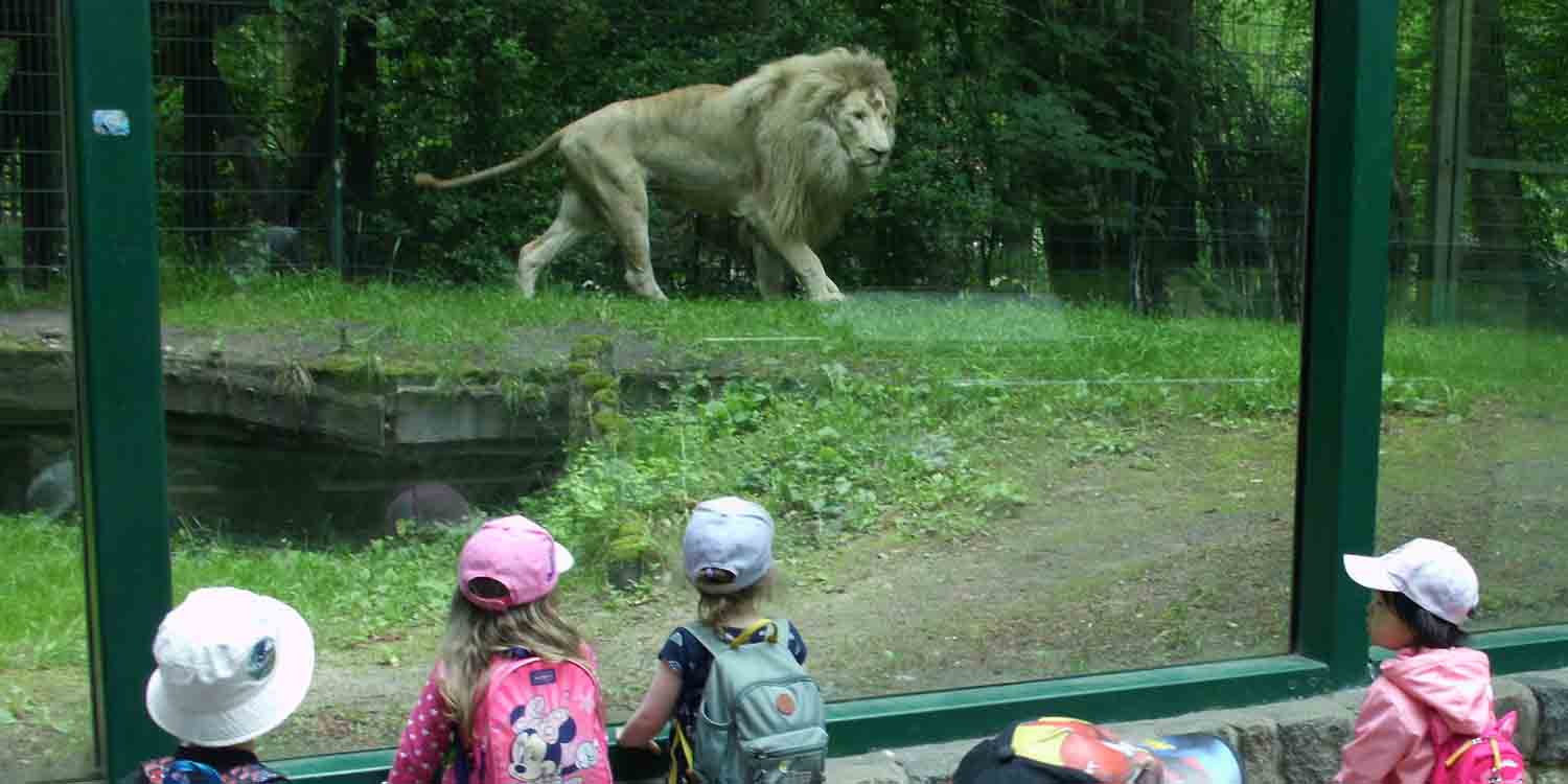 Kinder stehen vor dem Raubtiergehege und sehen dem Löwen beim Durchqueren des Geländes zu.
