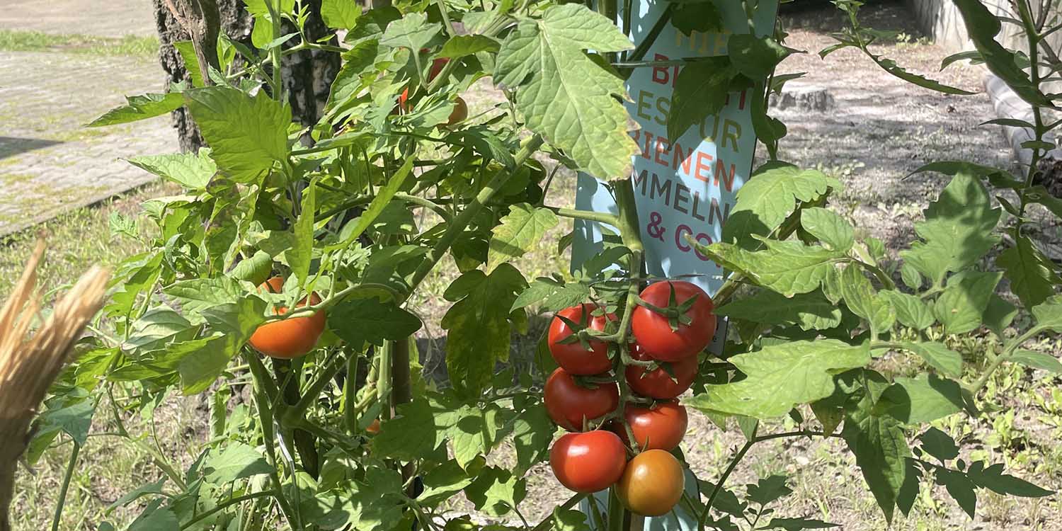 Gemüsebeet: An einem Tomatenstrauch hängen rote Tomaten zum Naschen.