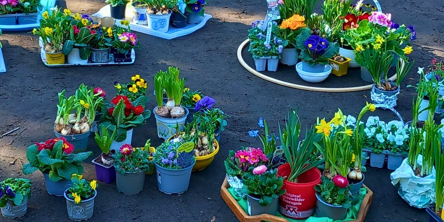 Viele bunte Töpfe mit Frühlingsblühern stehen auf dem Boden.